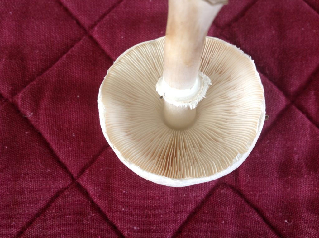 Gills apparently not attached to stem
