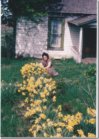 Old House Ellen Daffodils